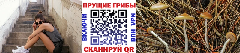 Псилоцибиновые грибы мухоморы  omg зеркало  Краснознаменск 