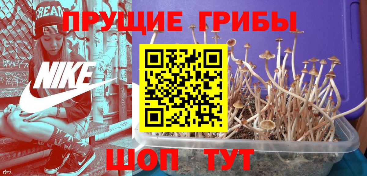 сколько стоит  Галлюциногенные грибы MAGIC MUSHROOMS  Вход с VPN  Краснознаменск 